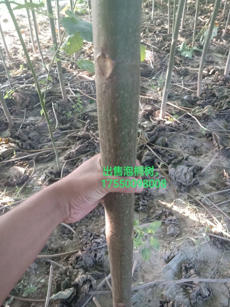 出售泡桐树