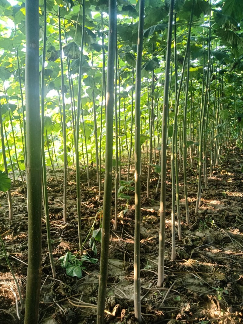 出售泡桐树