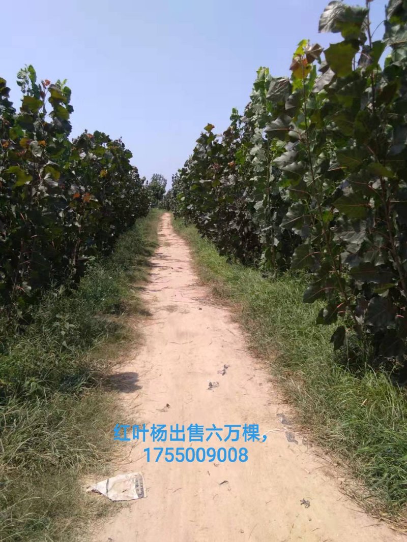 红叶杨