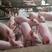 母猪品种齐全，价格合理，品质保障视频看货常年有货