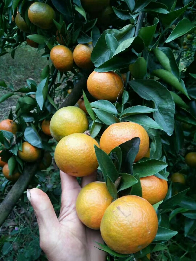 东方红橘子，暗号接单