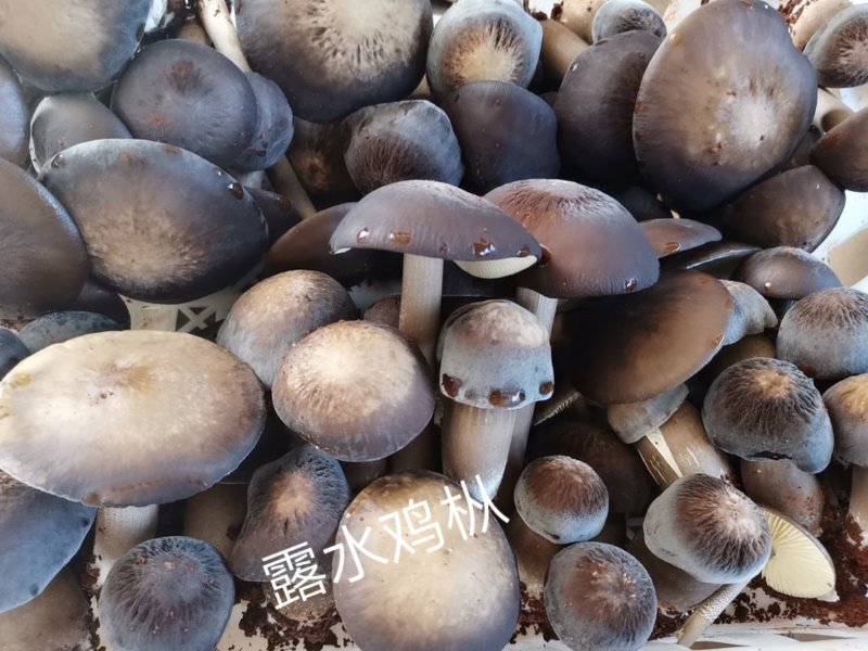 菌棒