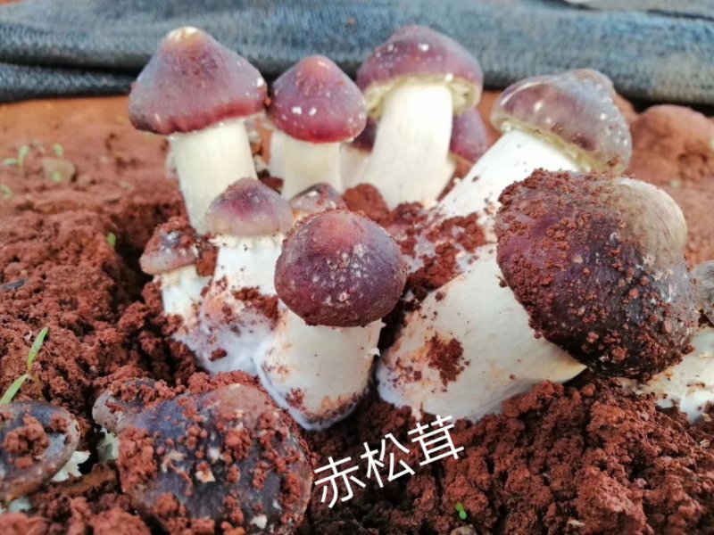 菌棒
