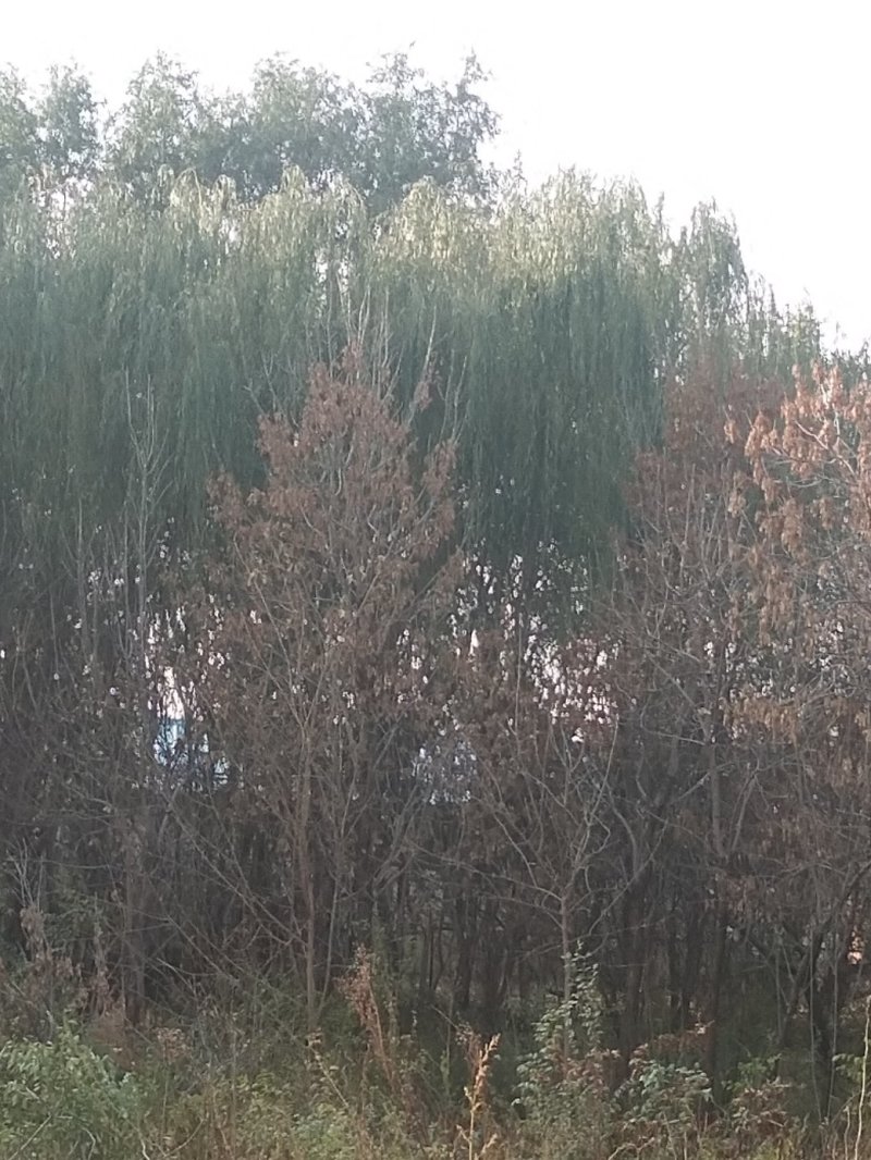 垂柳