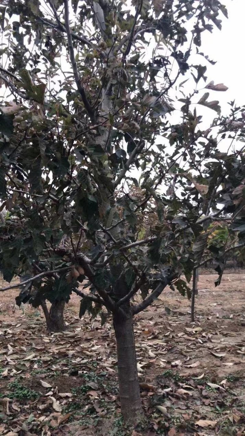 大量出售山楂树！保证质量！成活率高！价格便宜！