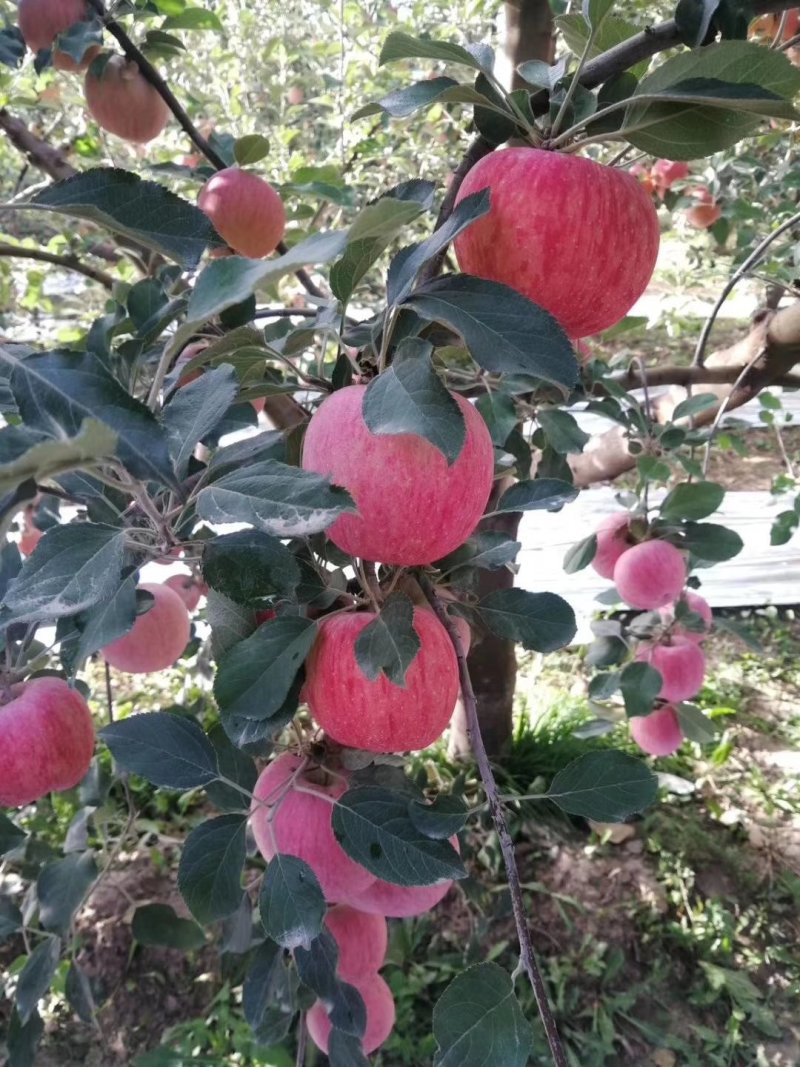 新疆阿克苏冰糖心苹果