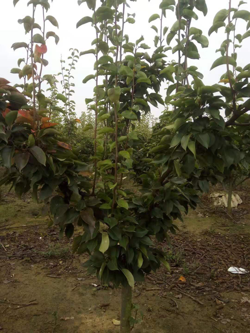 占地梨树