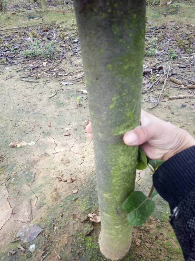 占地梨树