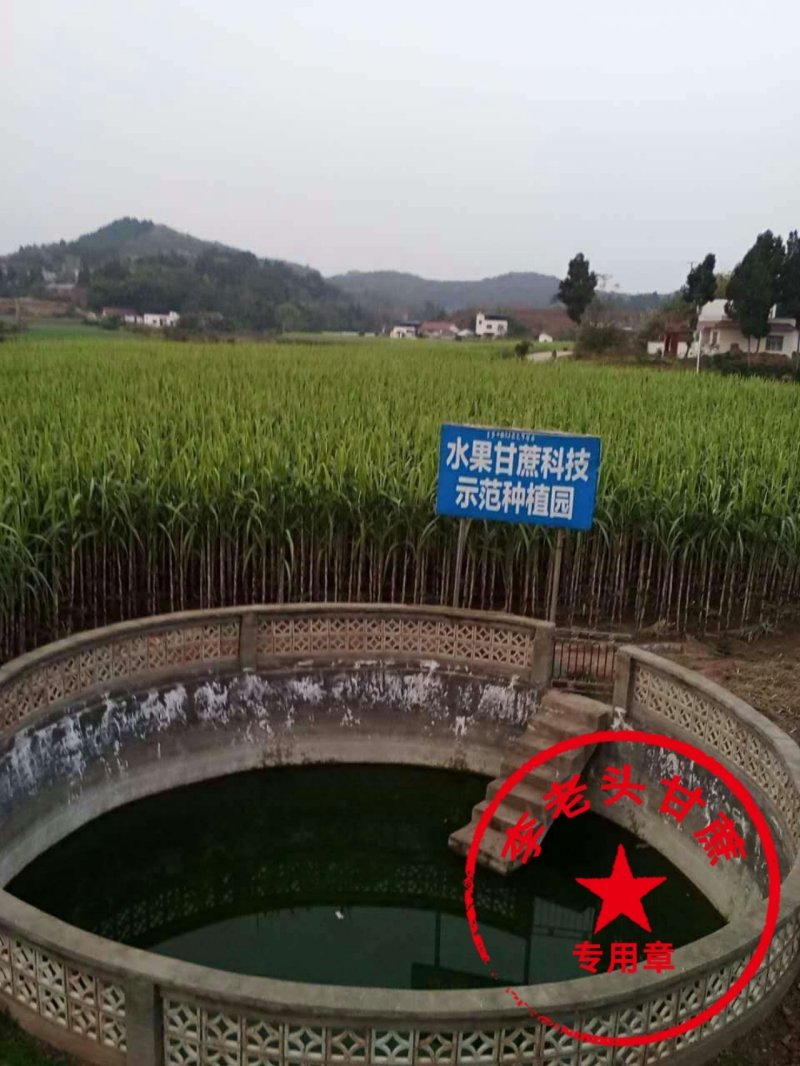 科技示范园青香脆皮蔗基地直供便宜回程车诚信经营共四个品种