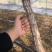 甜蜜蓝宝石