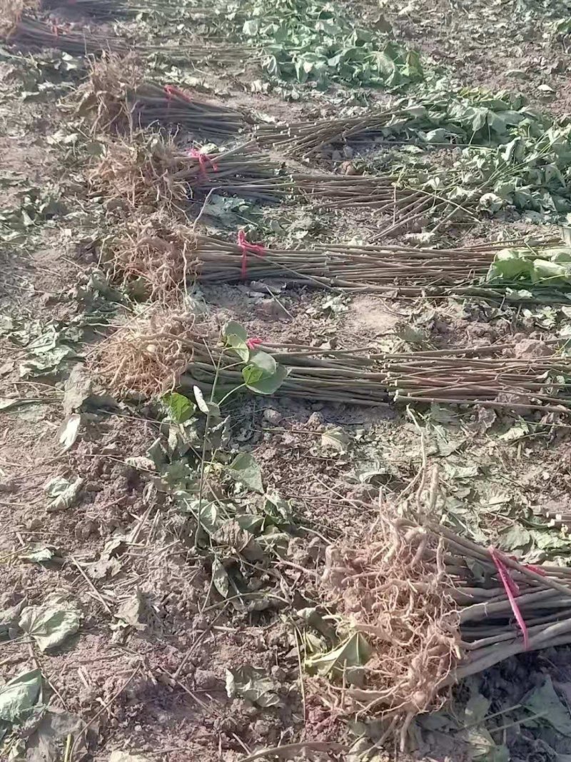 优质梓树苗成活率高死苗补发拍装车视频免费技术指导