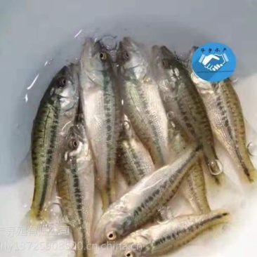 鲈鱼苗