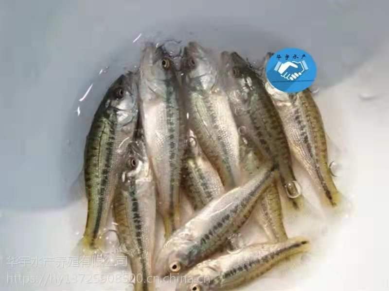 鲈鱼苗