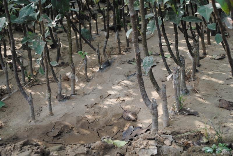 冰糖心苹果苗-黑钻苹果-蛇果苹果-国光苹果-品种保证