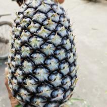 【果农直发】精品无眼菠萝产地大量供应一手货源