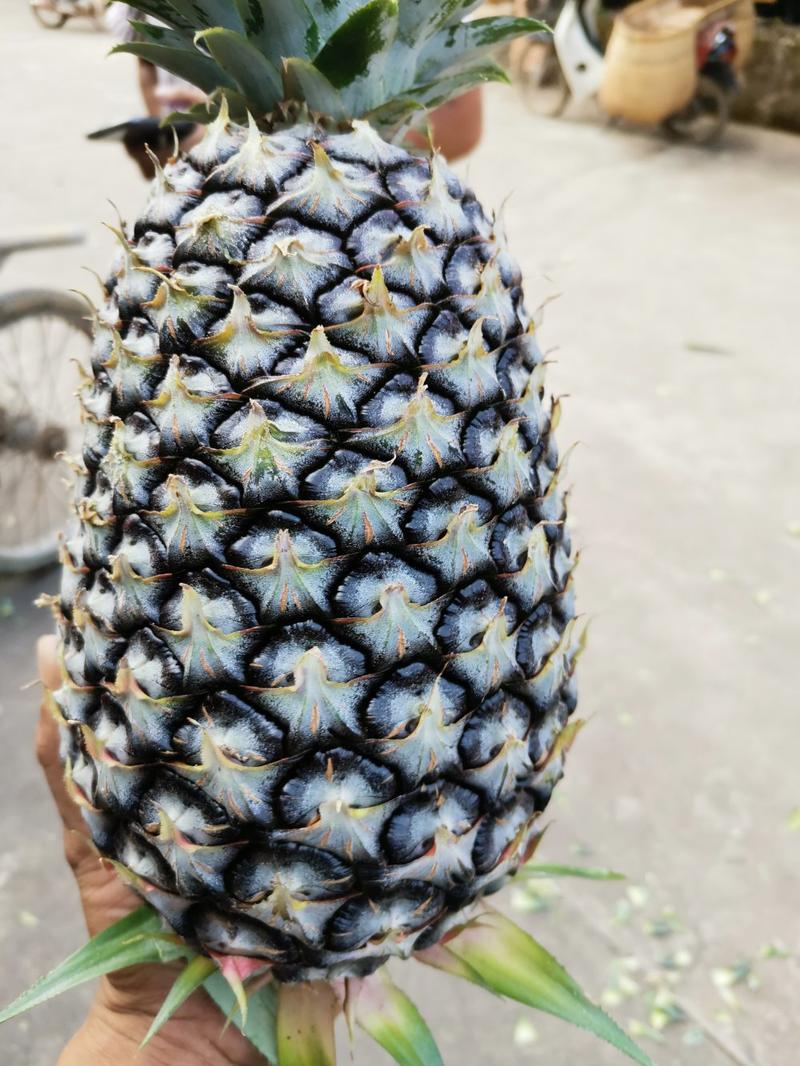 【果农直发】精品无眼菠萝产地大量供应一手货源