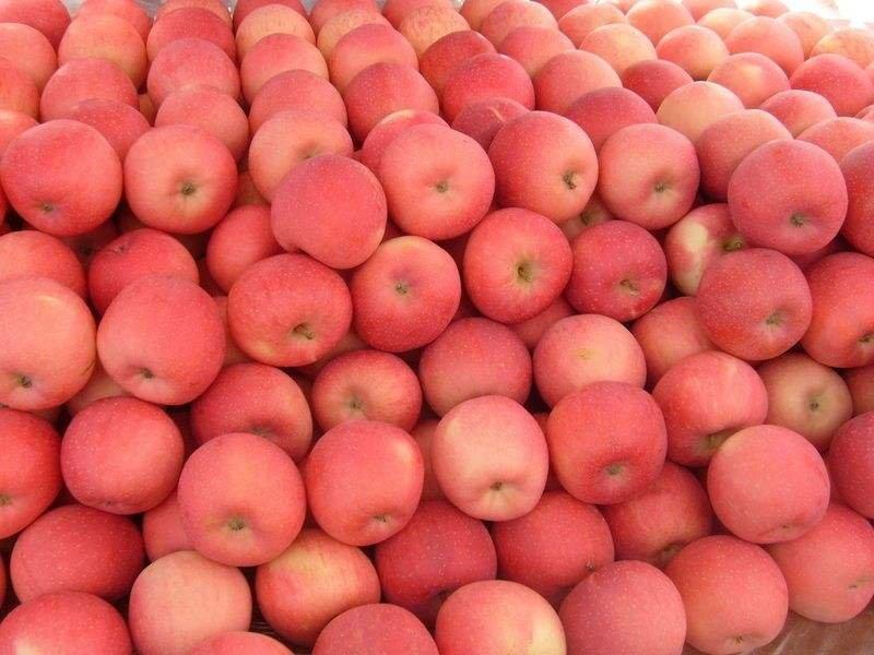 红富士苹果种子嫁接苹果种子苹果种子免费提供播种技术