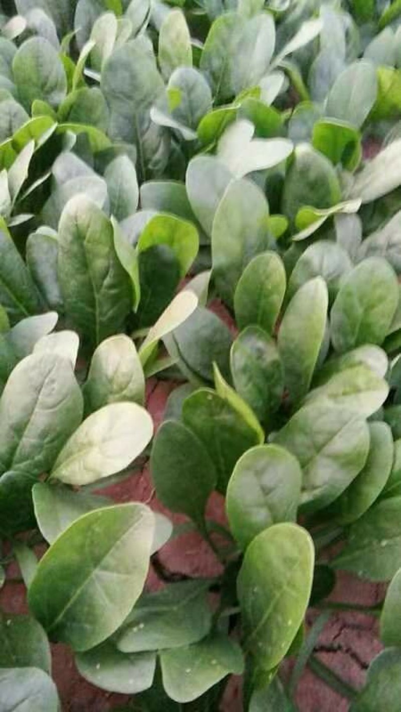 山东菠菜惠民25公分精品菠菜，实力商家