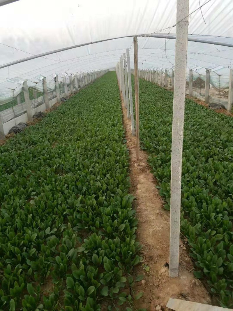 山东菠菜惠民25公分精品菠菜，实力商家