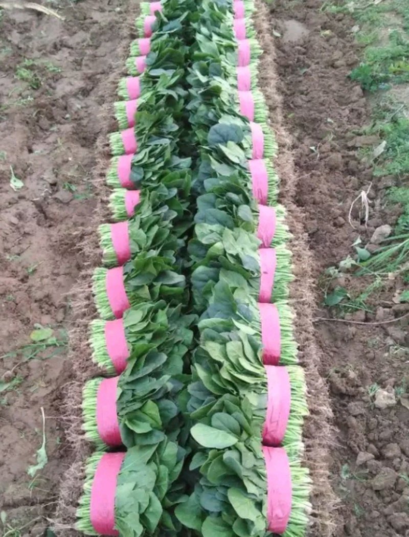 山东菠菜惠民25公分精品菠菜，实力商家