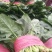 山东菠菜惠民25公分精品菠菜，实力商家