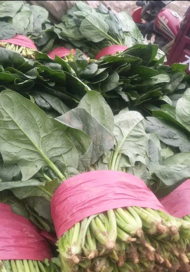 山东菠菜惠民25公分精品菠菜，实力商家