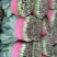 山东菠菜惠民25公分精品菠菜，实力商家
