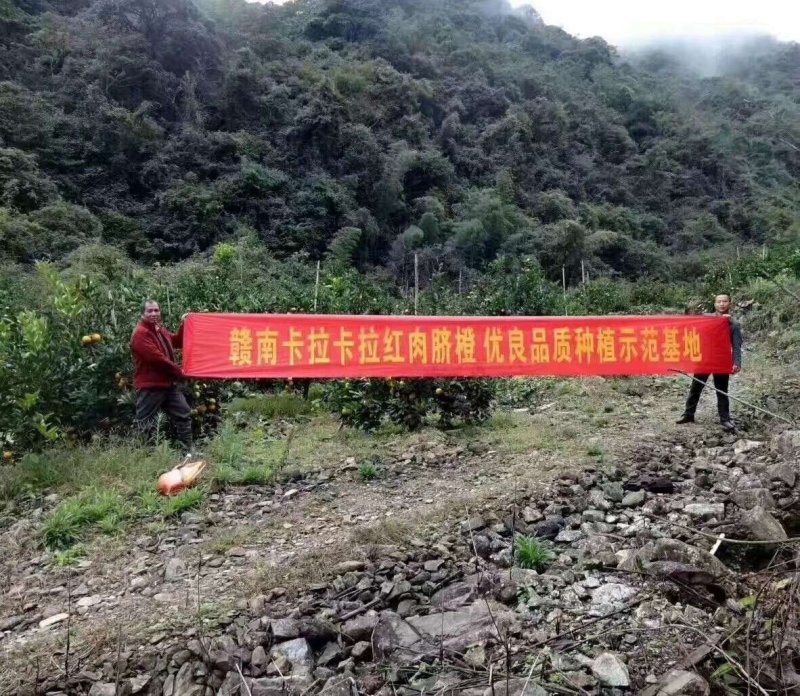 【橙子苗】福建西瓜橙苗/赣南红肉脐橙/卡拉血橙苗