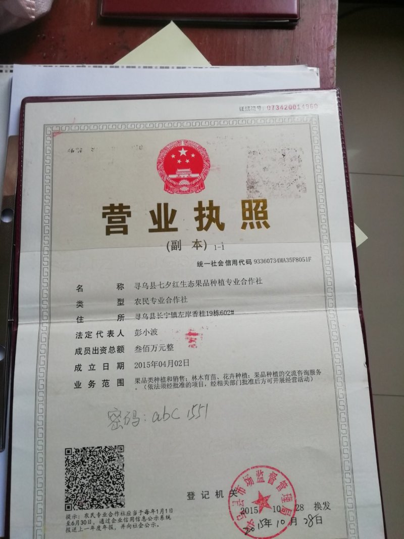 【橙子苗】福建西瓜橙苗/赣南红肉脐橙/卡拉血橙苗