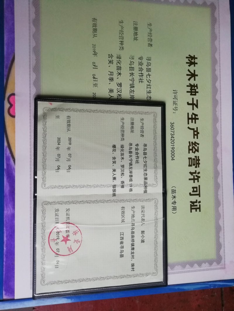 【橙子苗】福建西瓜橙苗/赣南红肉脐橙/卡拉血橙苗