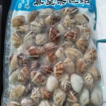 辽宁丹东东港无沙原汁沙蚬子