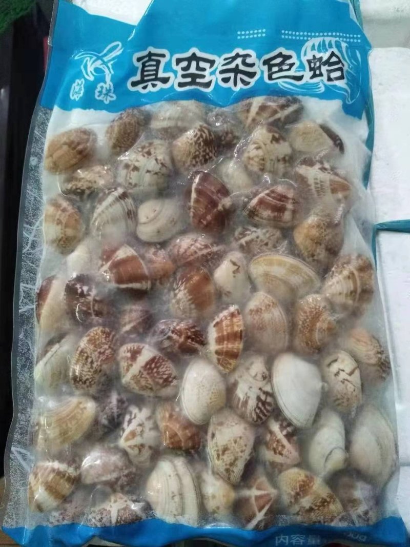 辽宁丹东东港无沙原汁沙蚬子