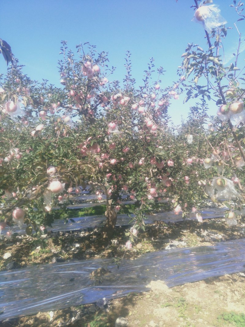 陕州区太阳冰糖心红富士苹果脆甜多汁，精品现货