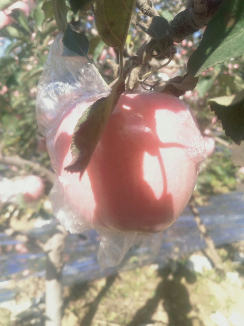 陕州区太阳冰糖心红富士苹果脆甜多汁，精品现货