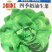 奶油生菜四季奶油生菜种子