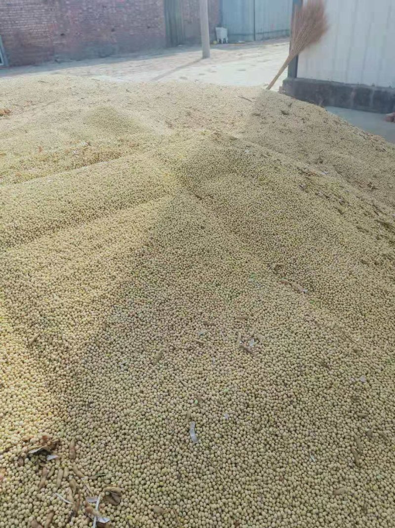 [推荐]自家大面积种植齐黄34非转基因大豆