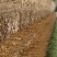 [推荐]自家大面积种植齐黄34非转基因大豆