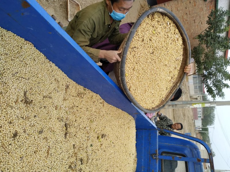 [推荐]自家大面积种植齐黄34非转基因大豆