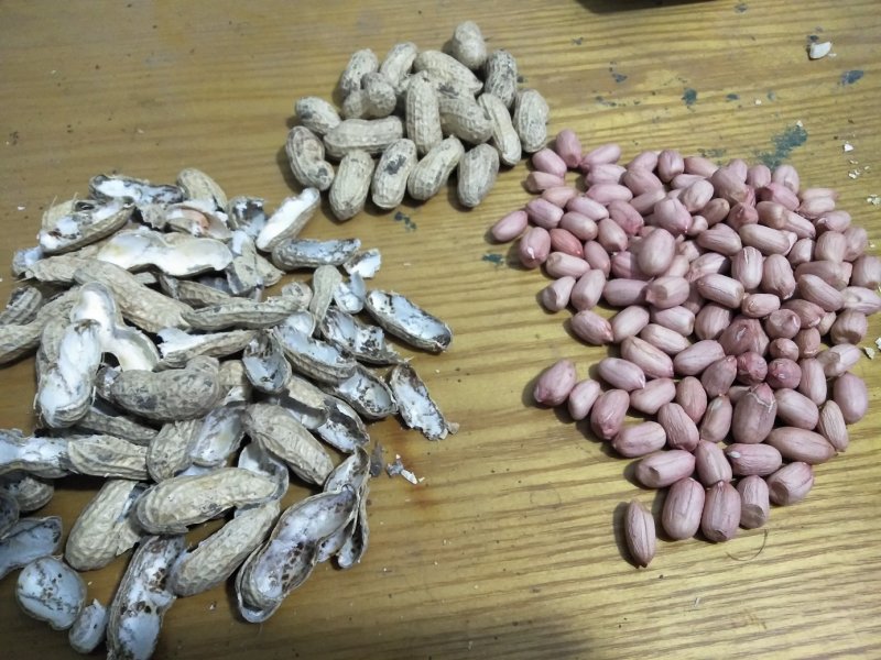 潍花8号花生种子，大良一号花生种子干货