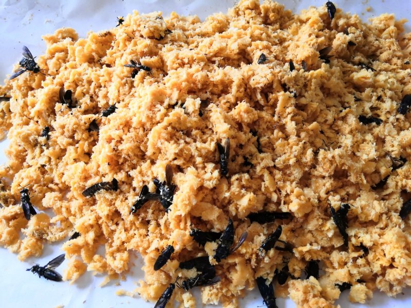 黑水虻优质虫卵，处理餐厨垃圾鸡粪猪粪。可以用来喂鸡鸭鹅龙