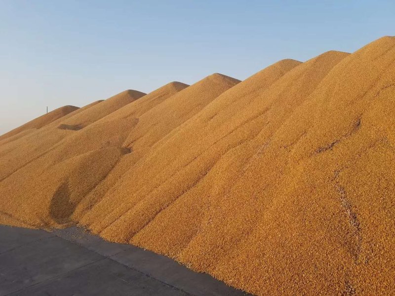 新玉米粒需要的朋友联系