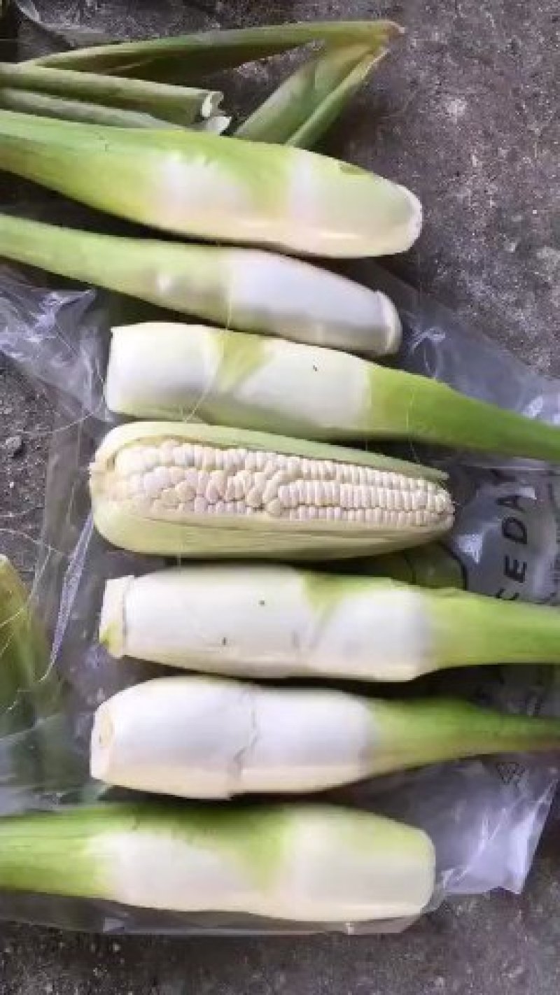 双季茭白带壳，高瓜，美人茭白，高笋，早茭白，