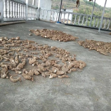 粉防己，正品，纯野生，已清洗。