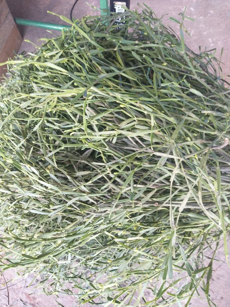 野生螃蟹脚枫树寄生鲜货