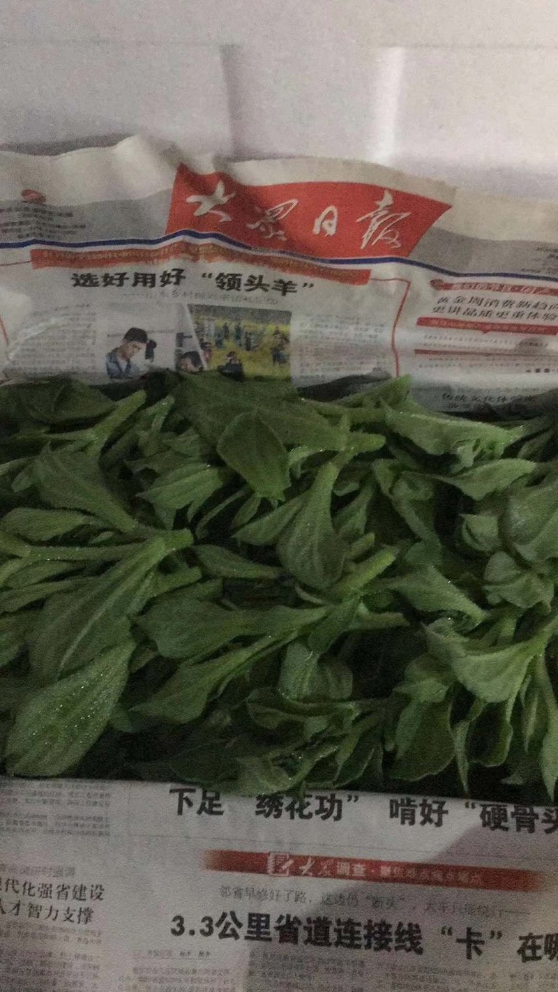 大量供应非洲冰草