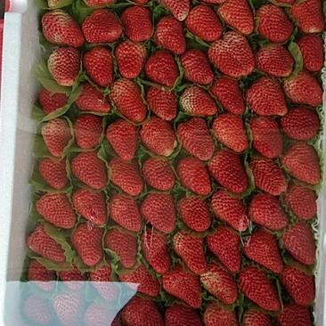 红颜草莓大量供应饮料厂小草莓有需要的可以联系合作