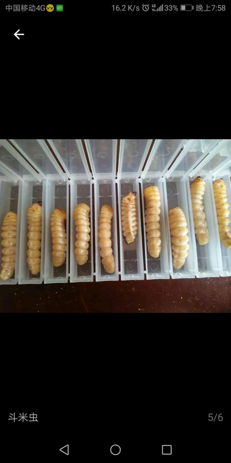 斗米虫啊啊啊啊啊啊啊啊！！！！！！！！！！！！
