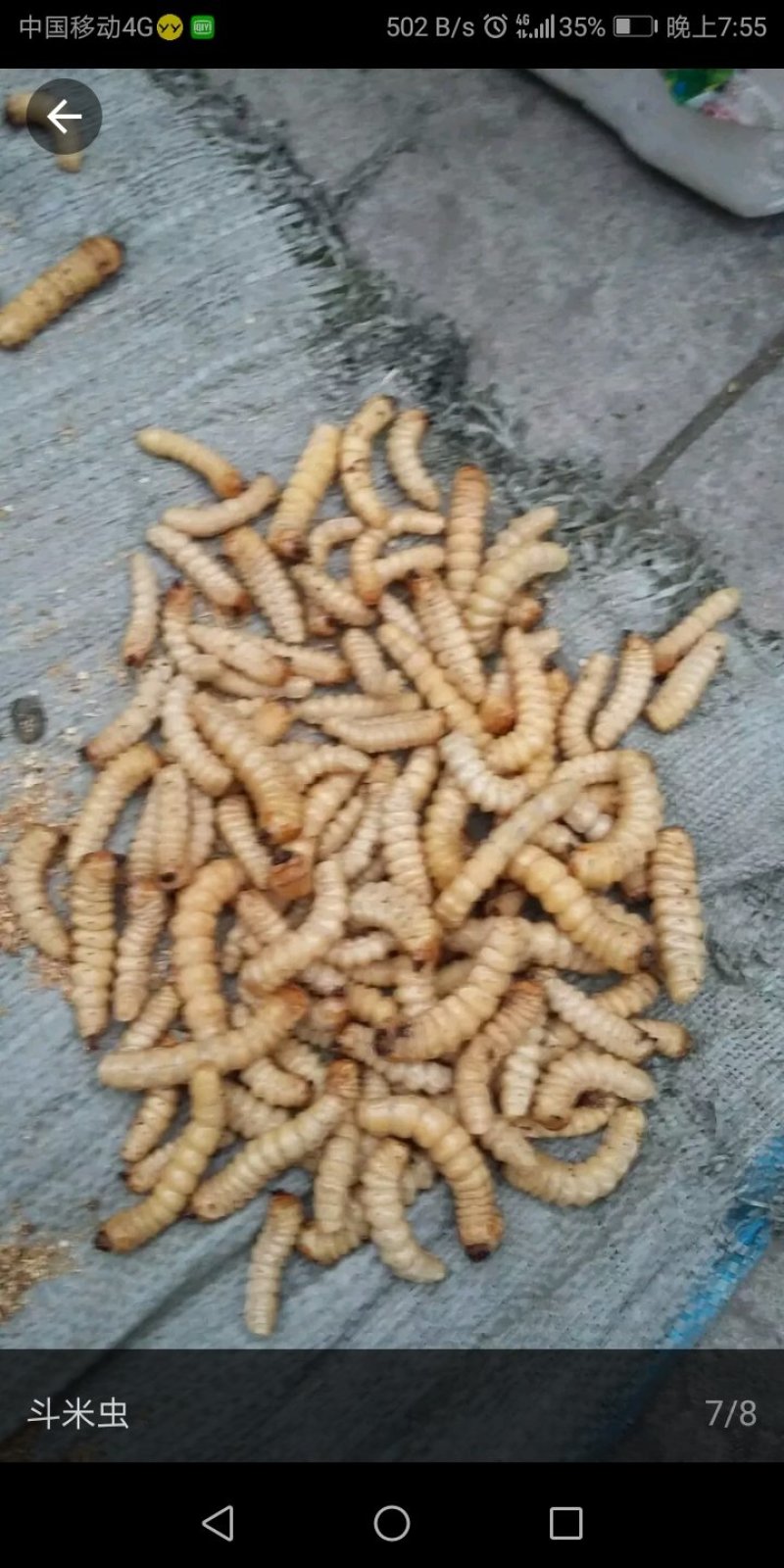 斗米虫啊啊啊啊啊啊啊啊！！！！！！！！！！！！