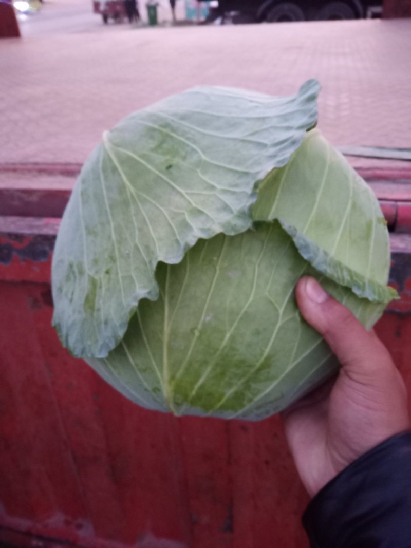 《京丰包菜》发市场小个二三斤基地种植货源充足