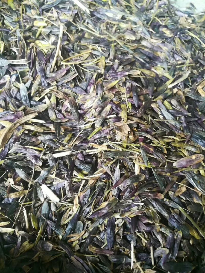 板蓝根籽，纯新小籽，板蓝根种子